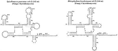 Refining Mitochondrial Intron Classification With ERPIN: Identification Based on Conservation of Sequence Plus Secondary Structure Motifs